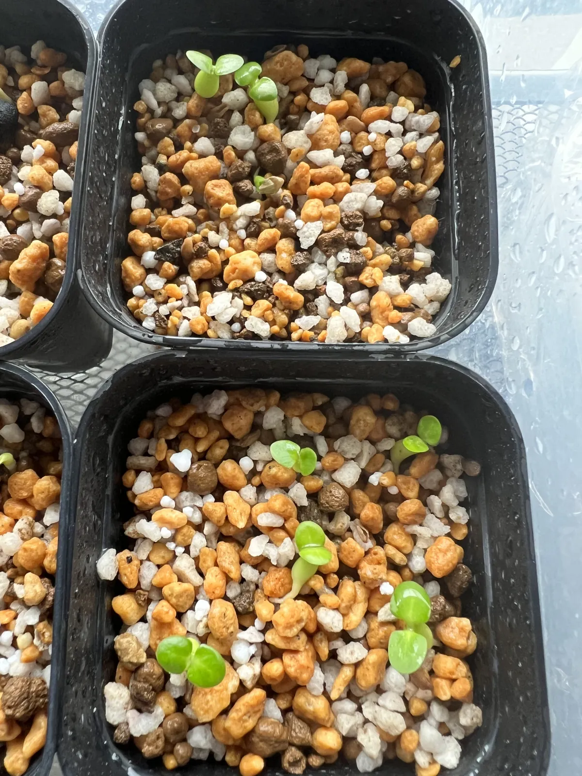 Pachypodium succulentum (パキポディウム サキュレンタム 天馬空)