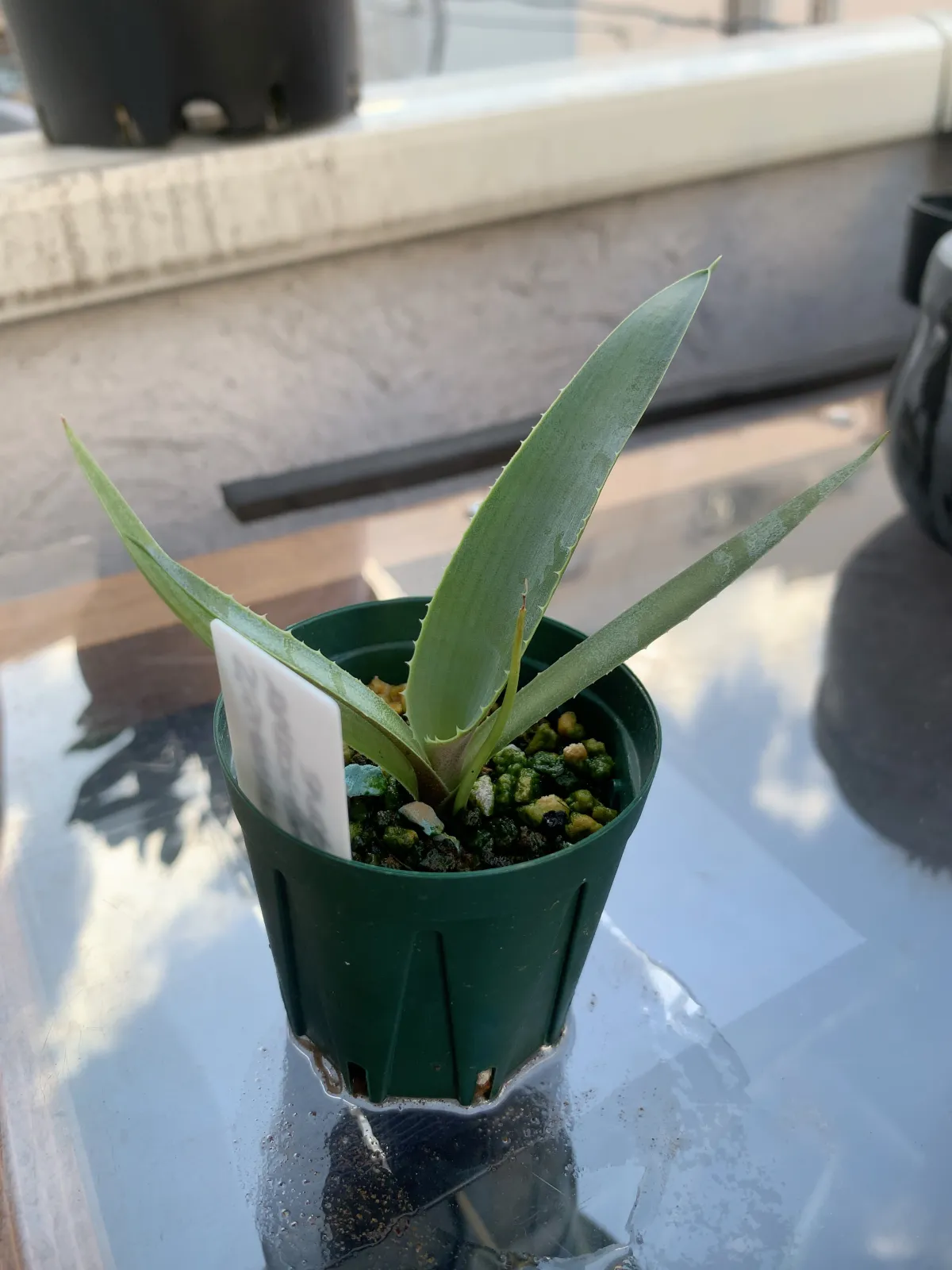 Agave americana ssp. americana (アガベ アメリカーナ)