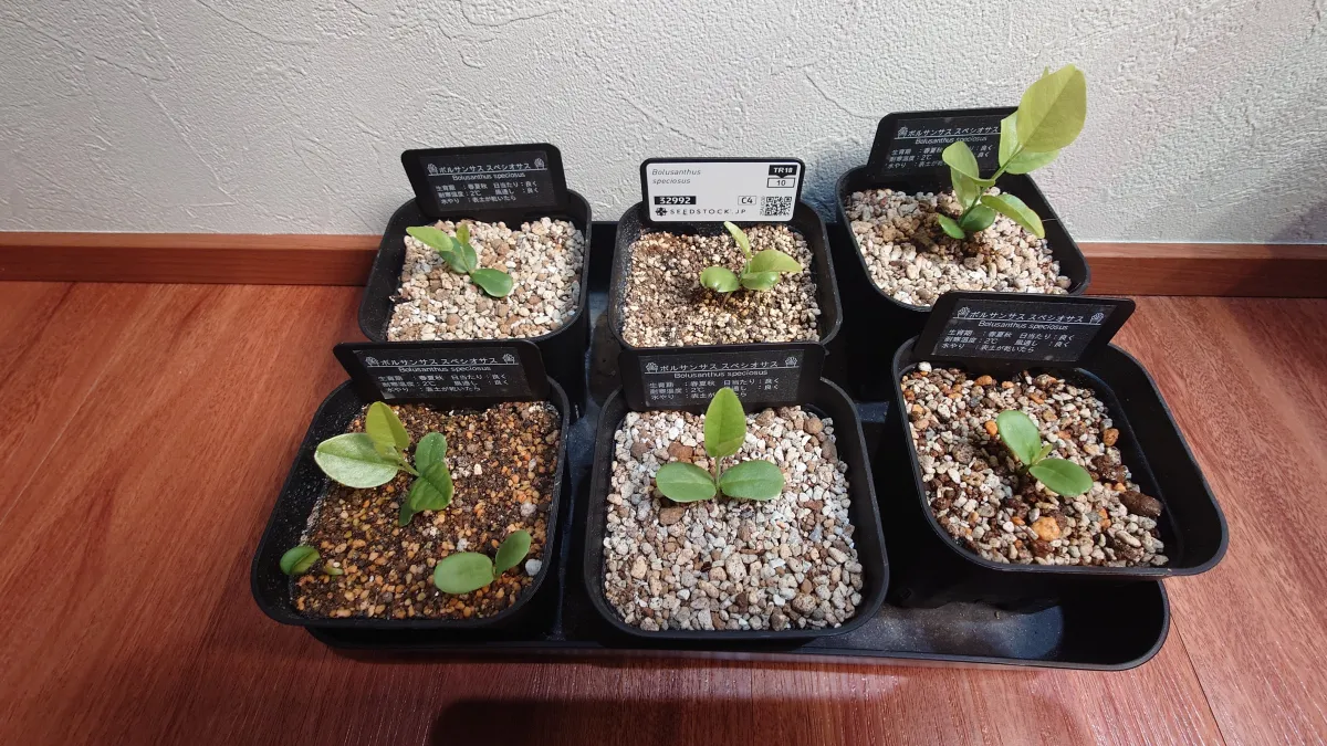 Bolusanthus speciosus (ボルサンサス スペシオサス)