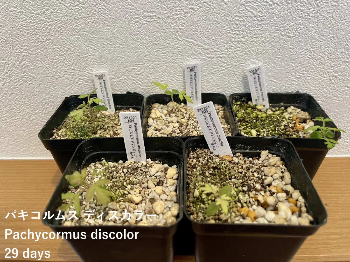 Pachycormus discolor (パキコルムス ディスカラー)