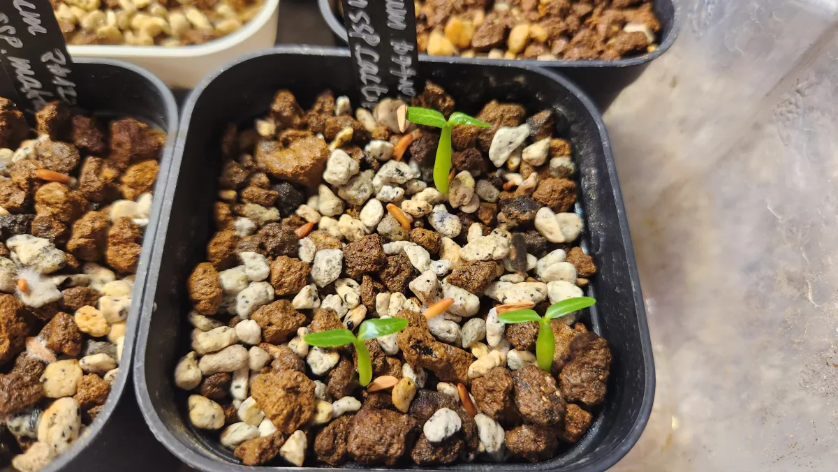 Pachypodium rosulatum ssp. cactipes (パキポディウム カクチペス)