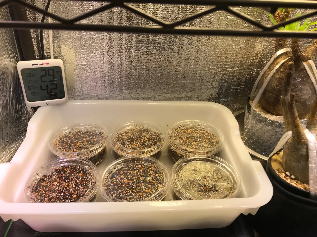 Pachypodium rosulatum var. gracilius (パキポディウム グラキリス)