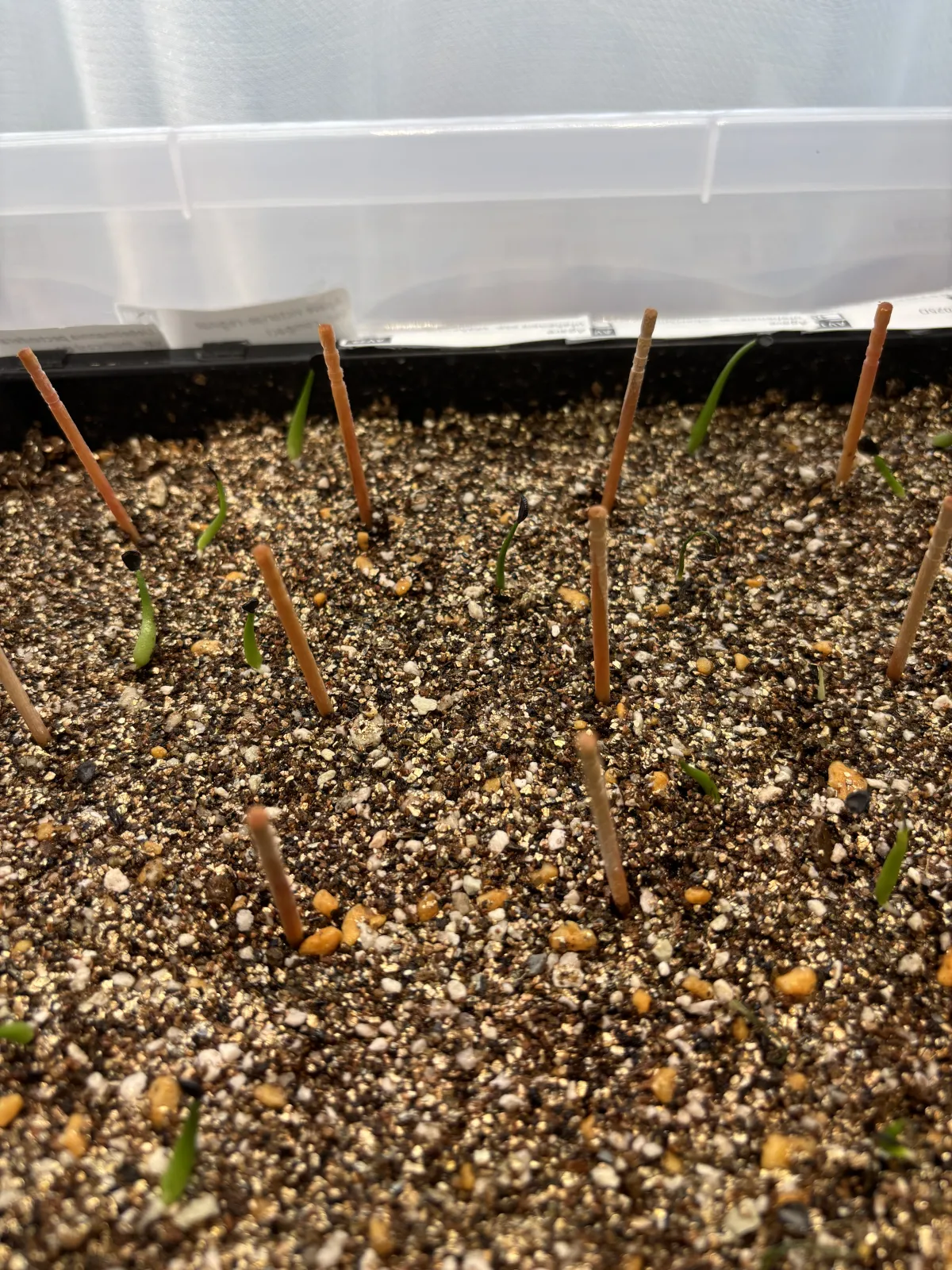 Agave utahensis ssp. utahensis (アガベ ユタエンシス)