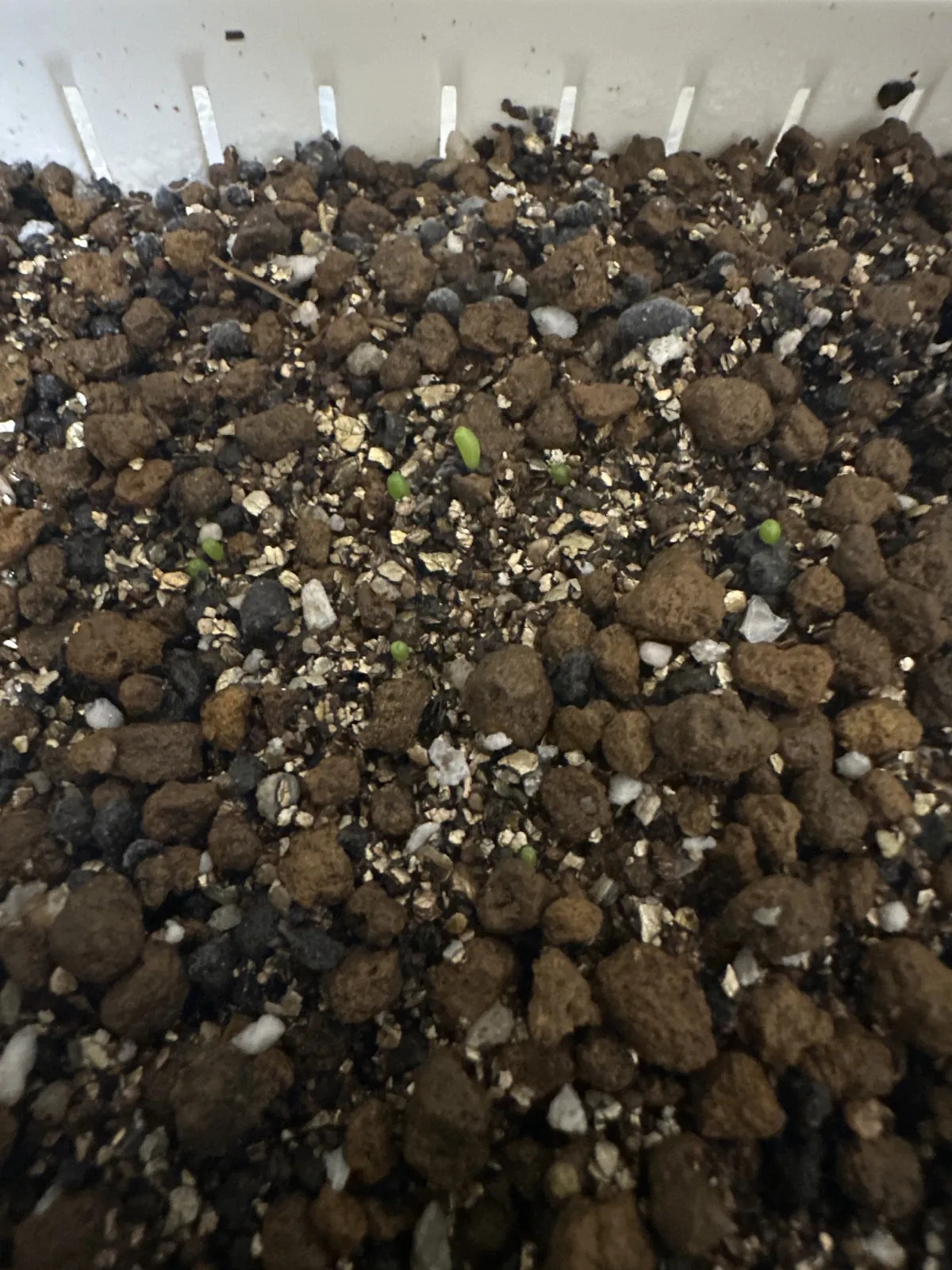 Aztekium hintonii (アズテキウム ヒントニー)