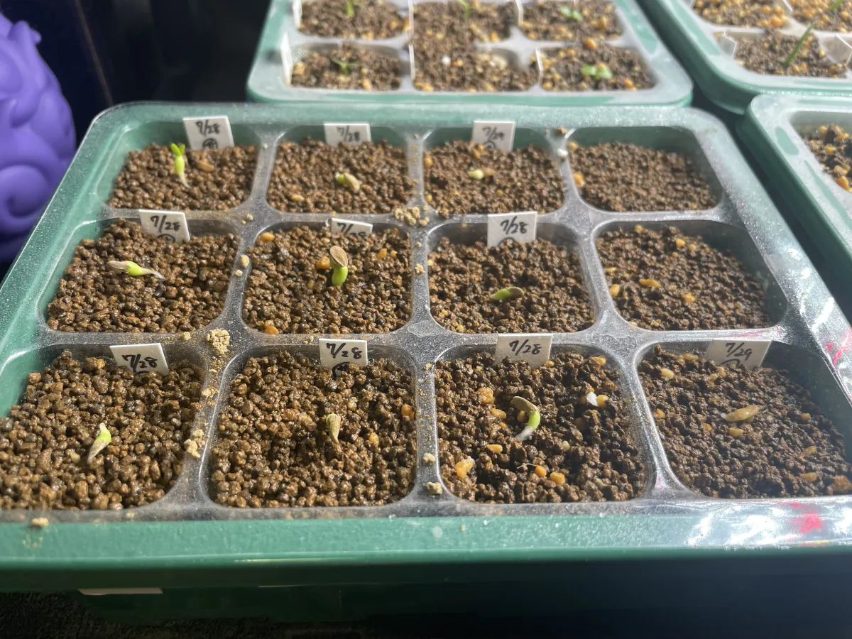 Pachypodium succulentum (パキポディウム サキュレンタム 天馬空)