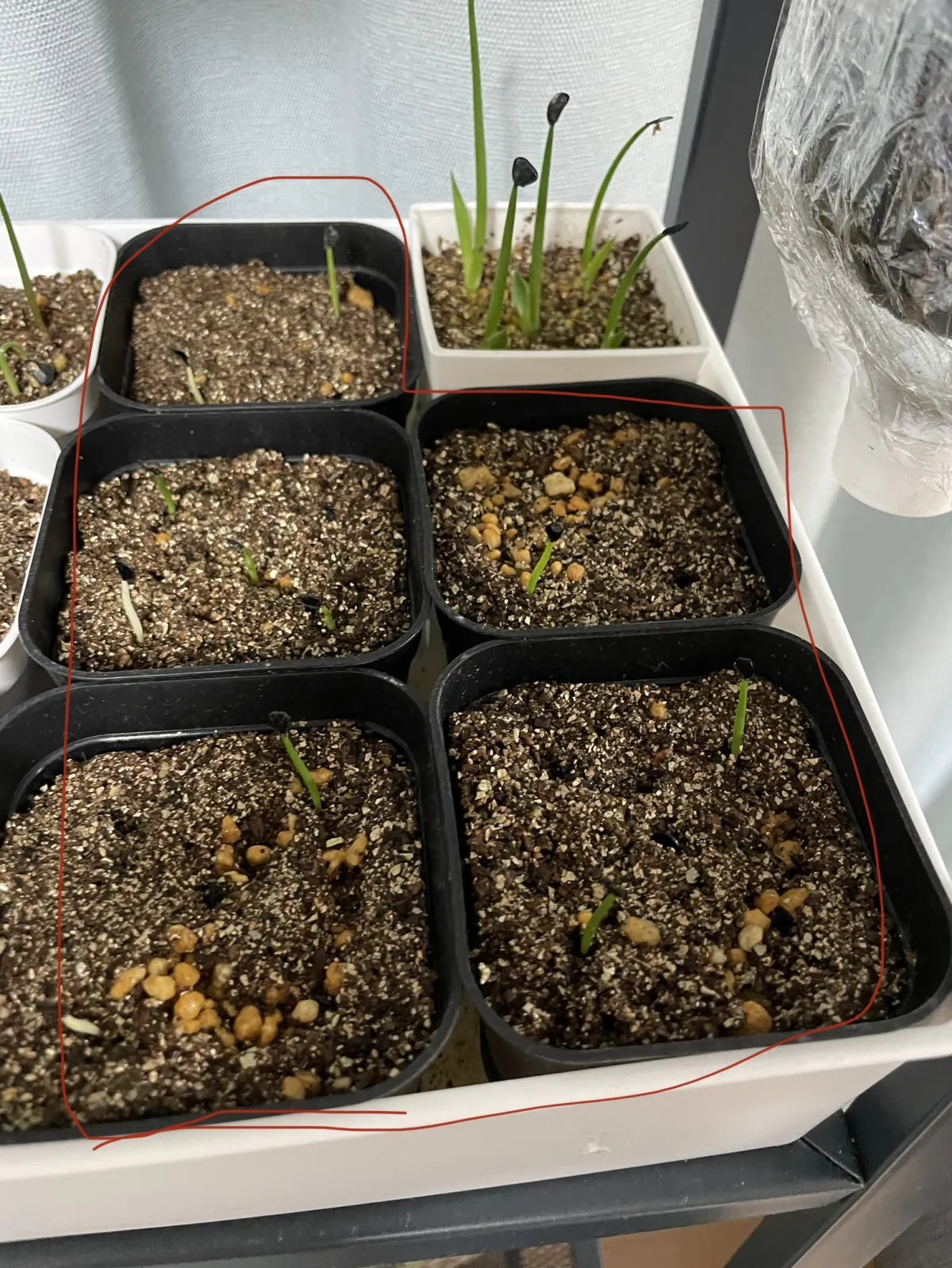 Agave pablocarrilloi Ivory Curls (アガベ パブロカリロイ アイボリーカール)