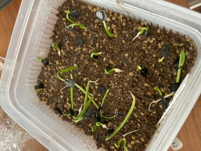 Agave salmiana var. ferox (アガベ フェロックス)