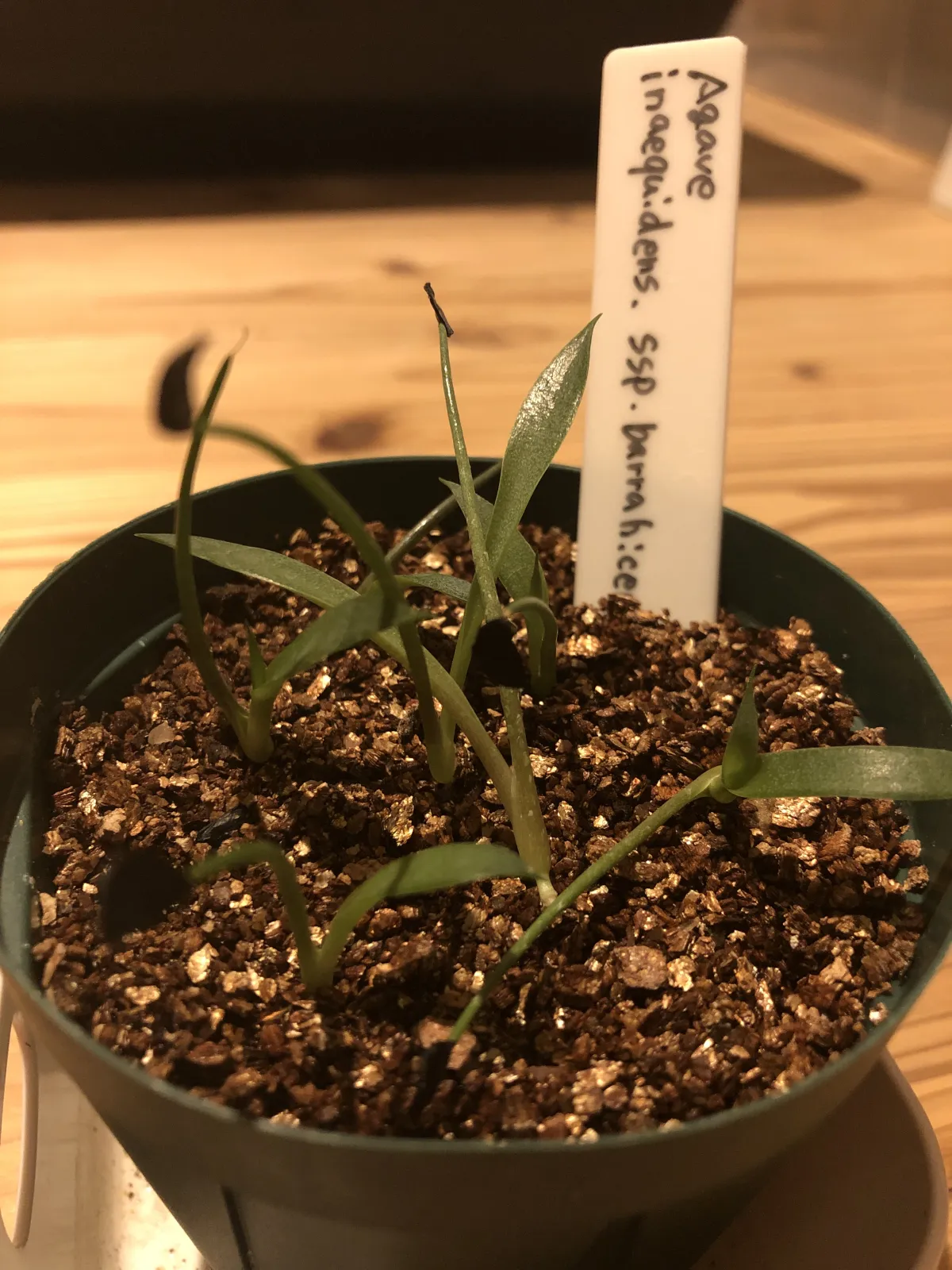 Agave inaequidens subsp. barrancensis (アガベ バランセンシス)