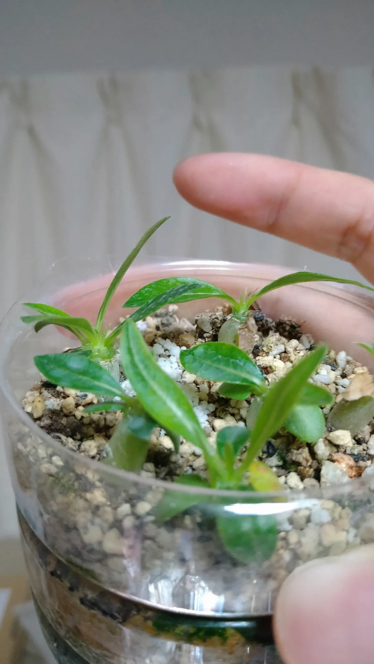 Pachypodium enigmaticum (パキポディウム エニグマチカム)