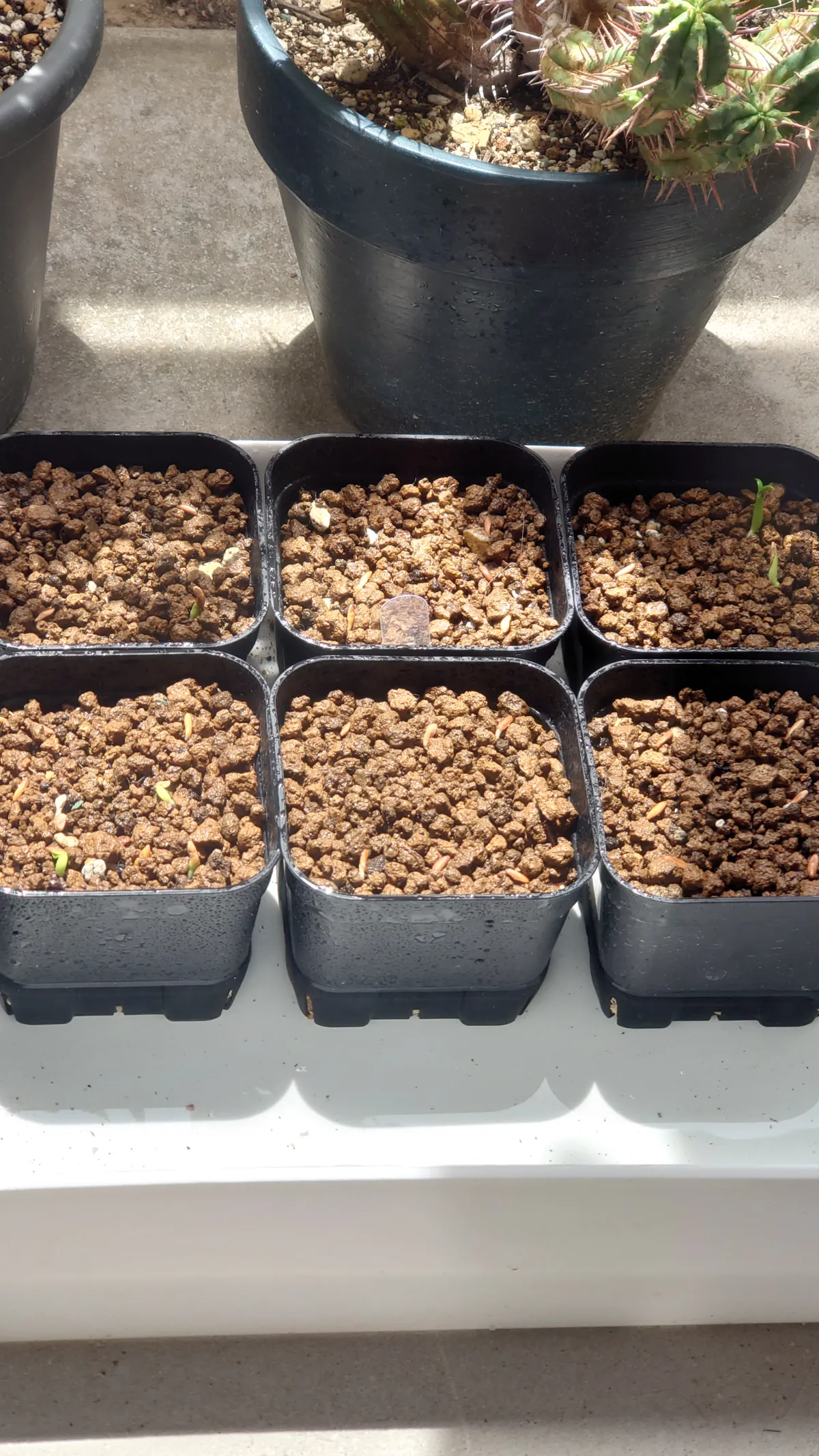 Pachypodium rosulatum var. gracilius (パキポディウム グラキリス)