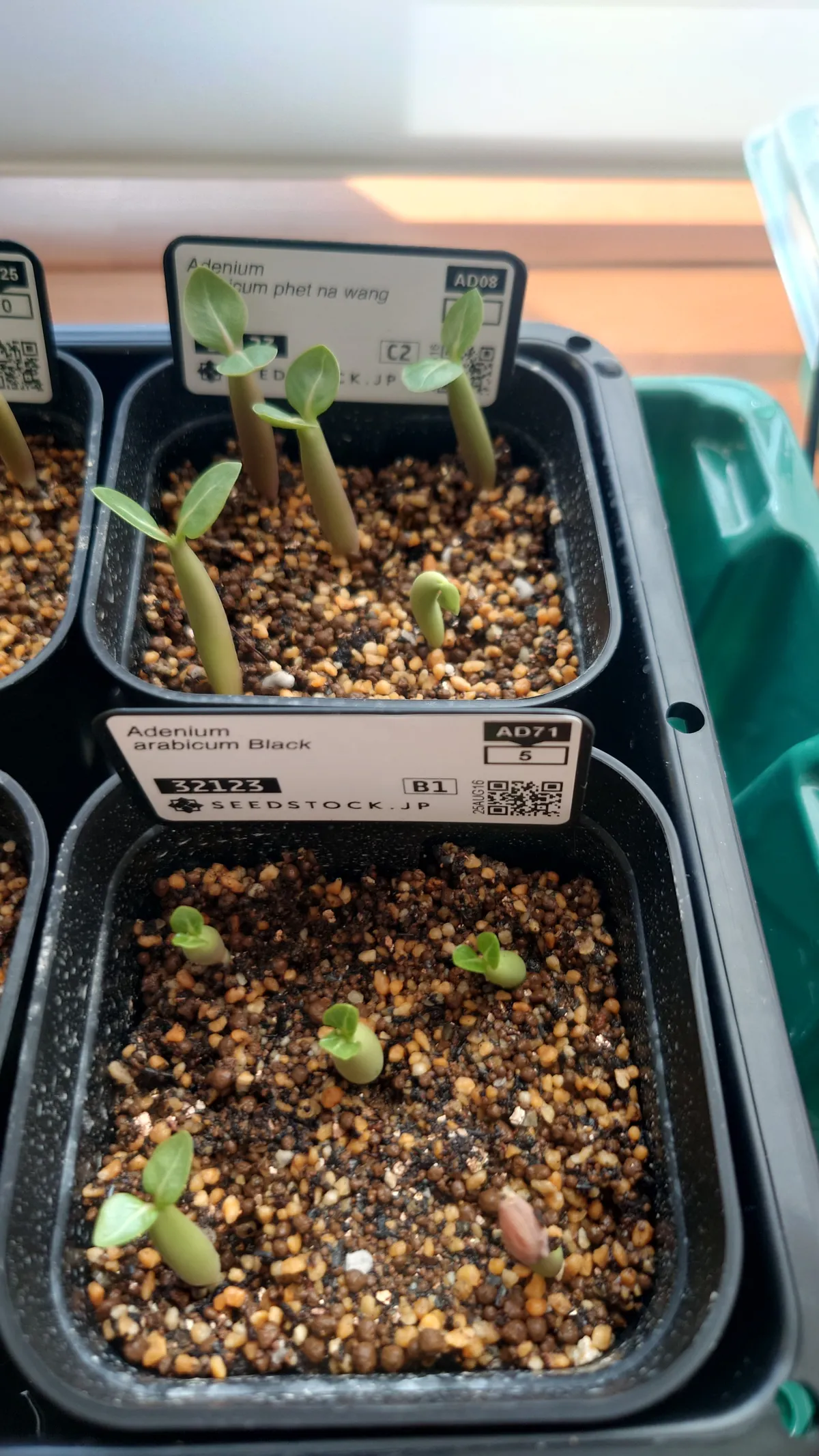 Adenium arabicum 'BlackSkin' or 'Black Stem' (アデニウム アラビカムブラック)