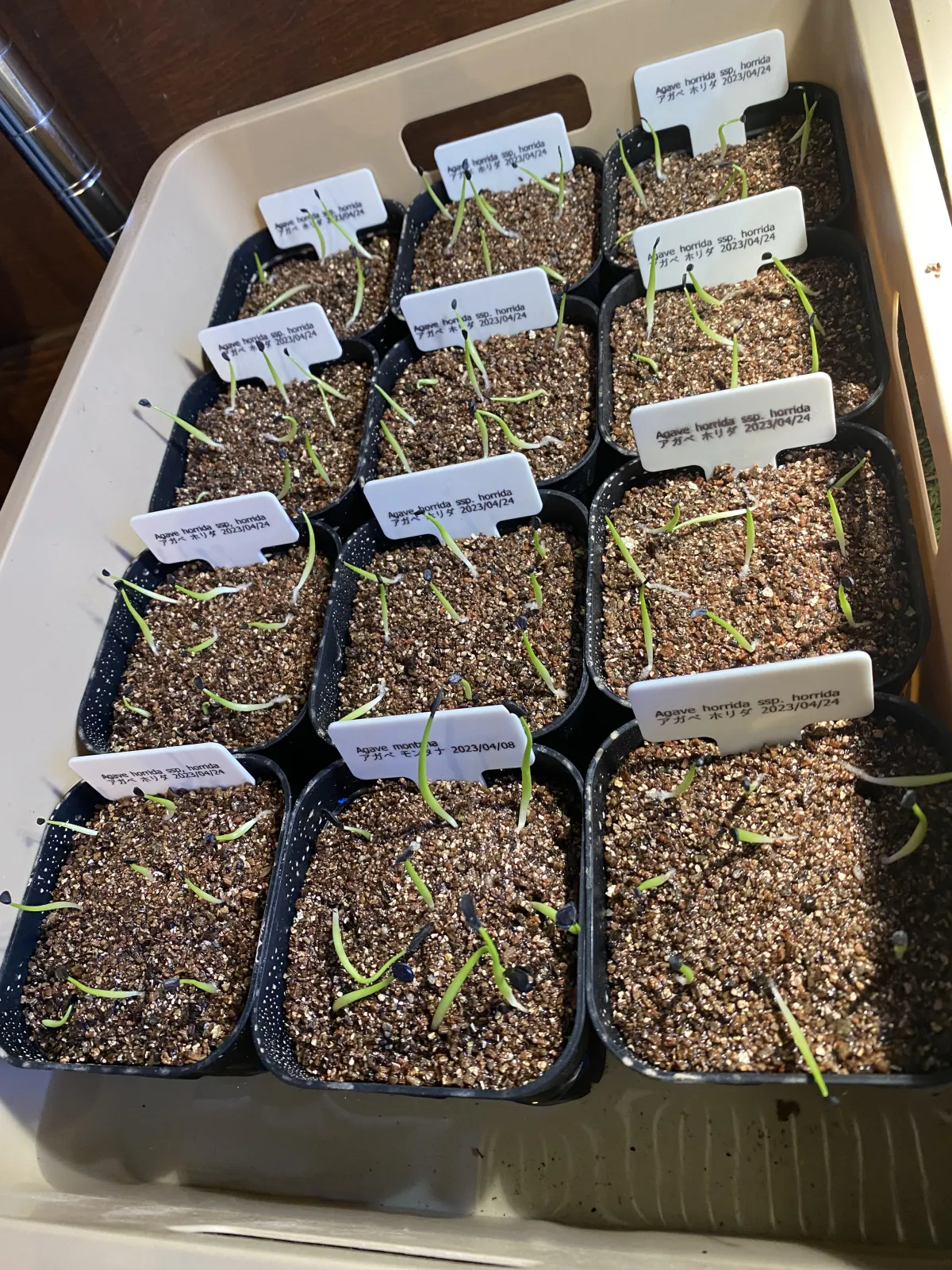 Agave horrida ssp. horrida (アガベ ホリダ)