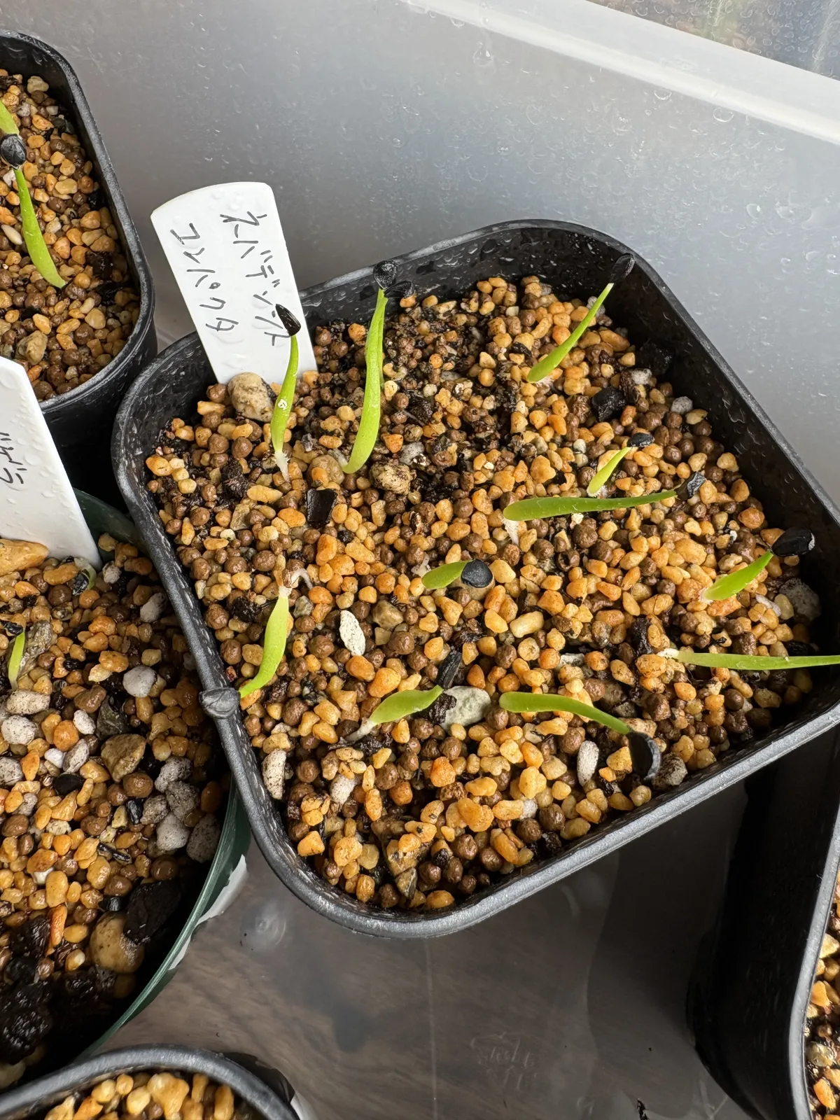 Agave utahensis var. nevadensis 'Compacta' (アガベ ネバデンシス コンパクタ)