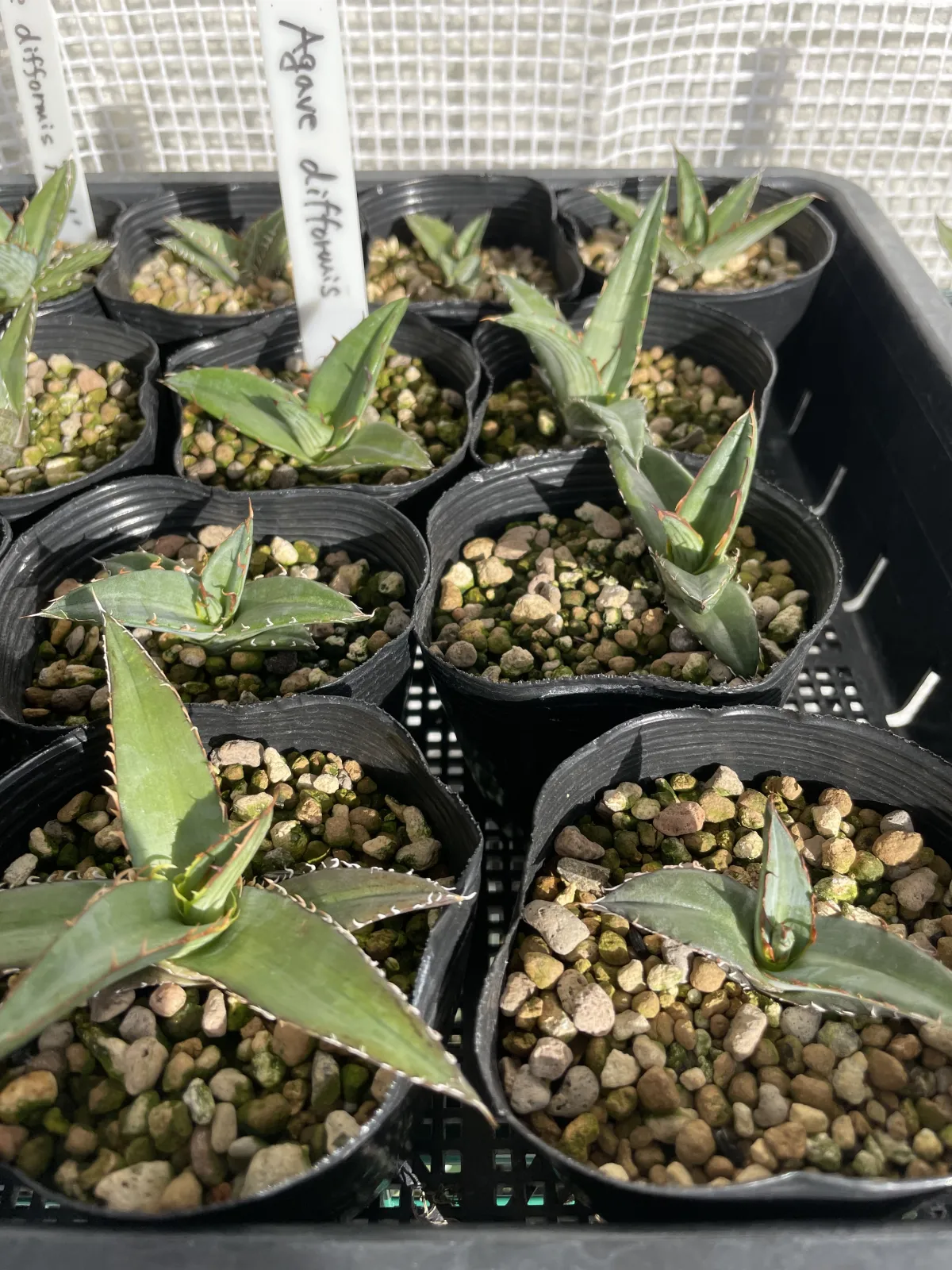Agave difformis (アガベ ディフォルミス)