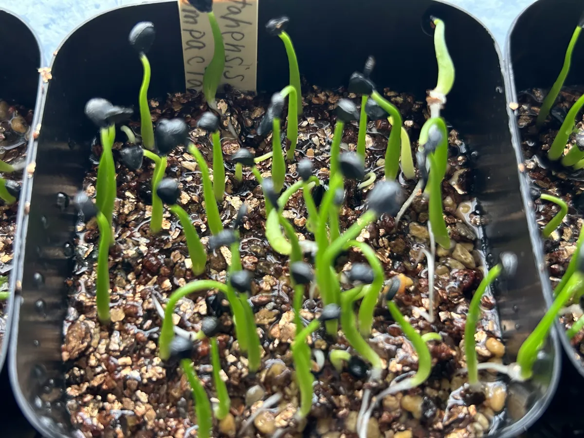 Agave utahensis ssp. utahensis 'Compacta' (アガベ ユタエンシスコンパクタ)