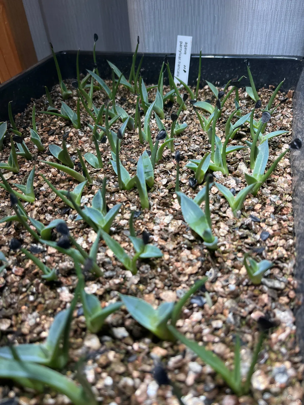 Agave parryi var. truncata (アガベ パリー トランカータ)