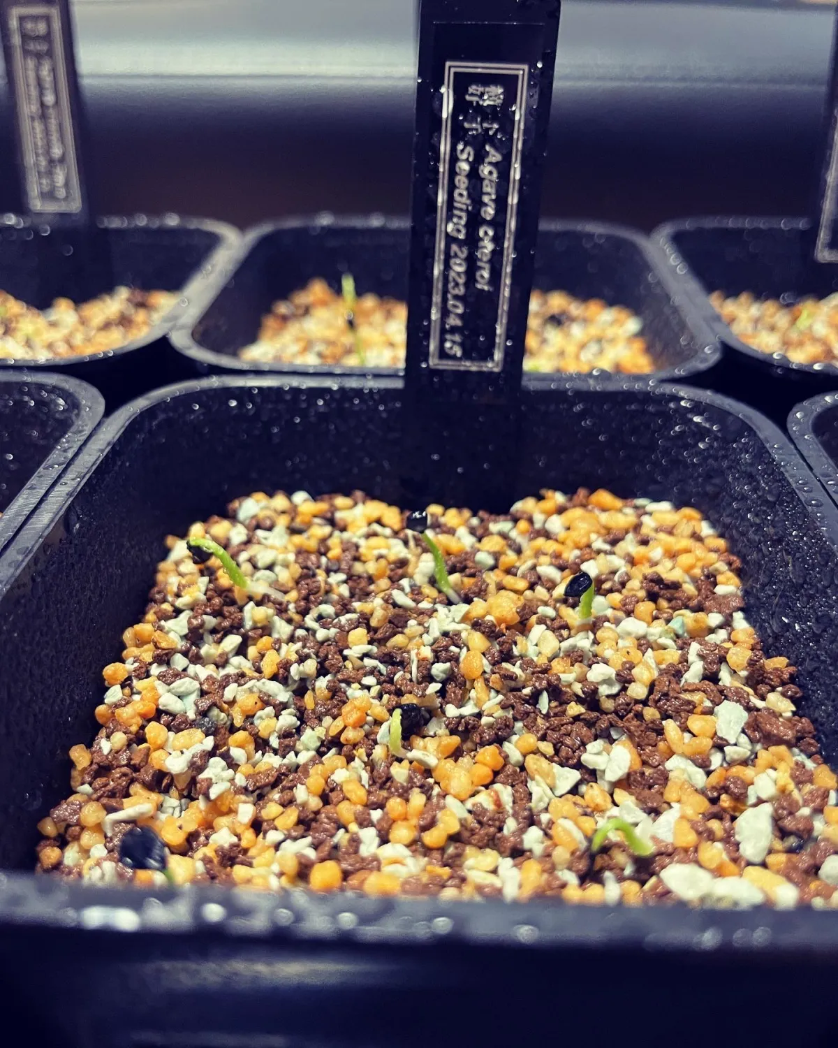 Agave oteroi (アガベ オテロイ)