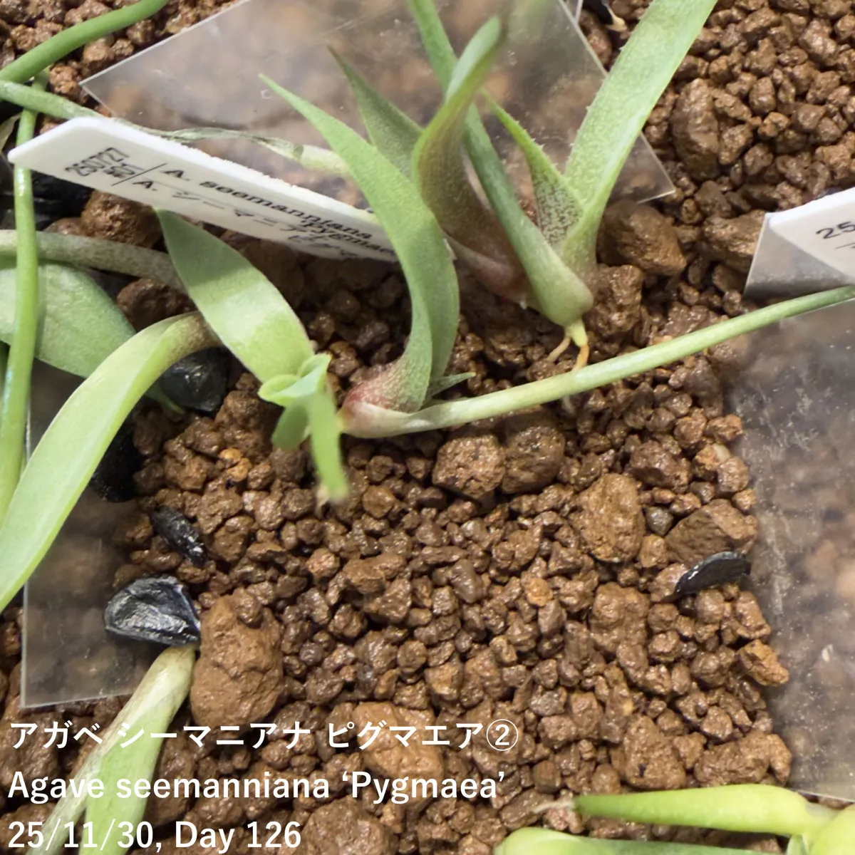 Agave seemanniana (アガベ ピグマエア)