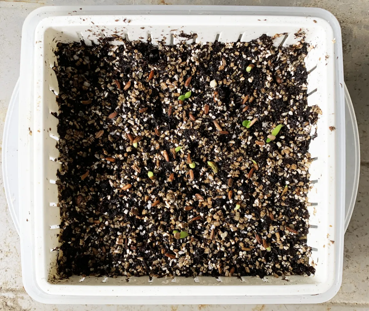 Pachypodium brevicaule subsp. leucoxanthum (パキポディウム レウコキサンツム)