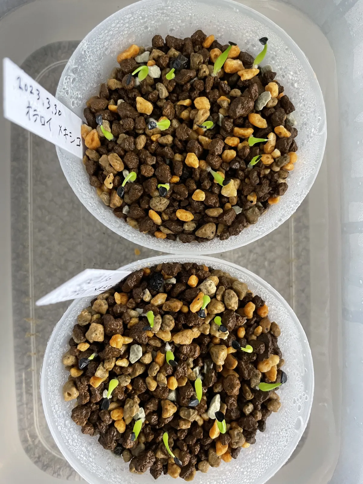 Agave oteroi (アガベ オテロイ)