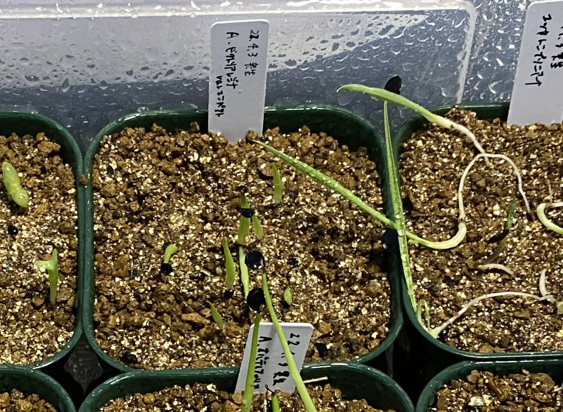 Agave victoriae-reginae (アガベ ビクトリアレジーナエ 笹の雪)