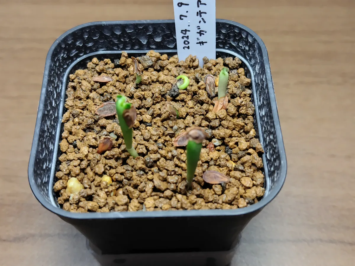 Stapelia gigantea (スタペリア ギガンテア)