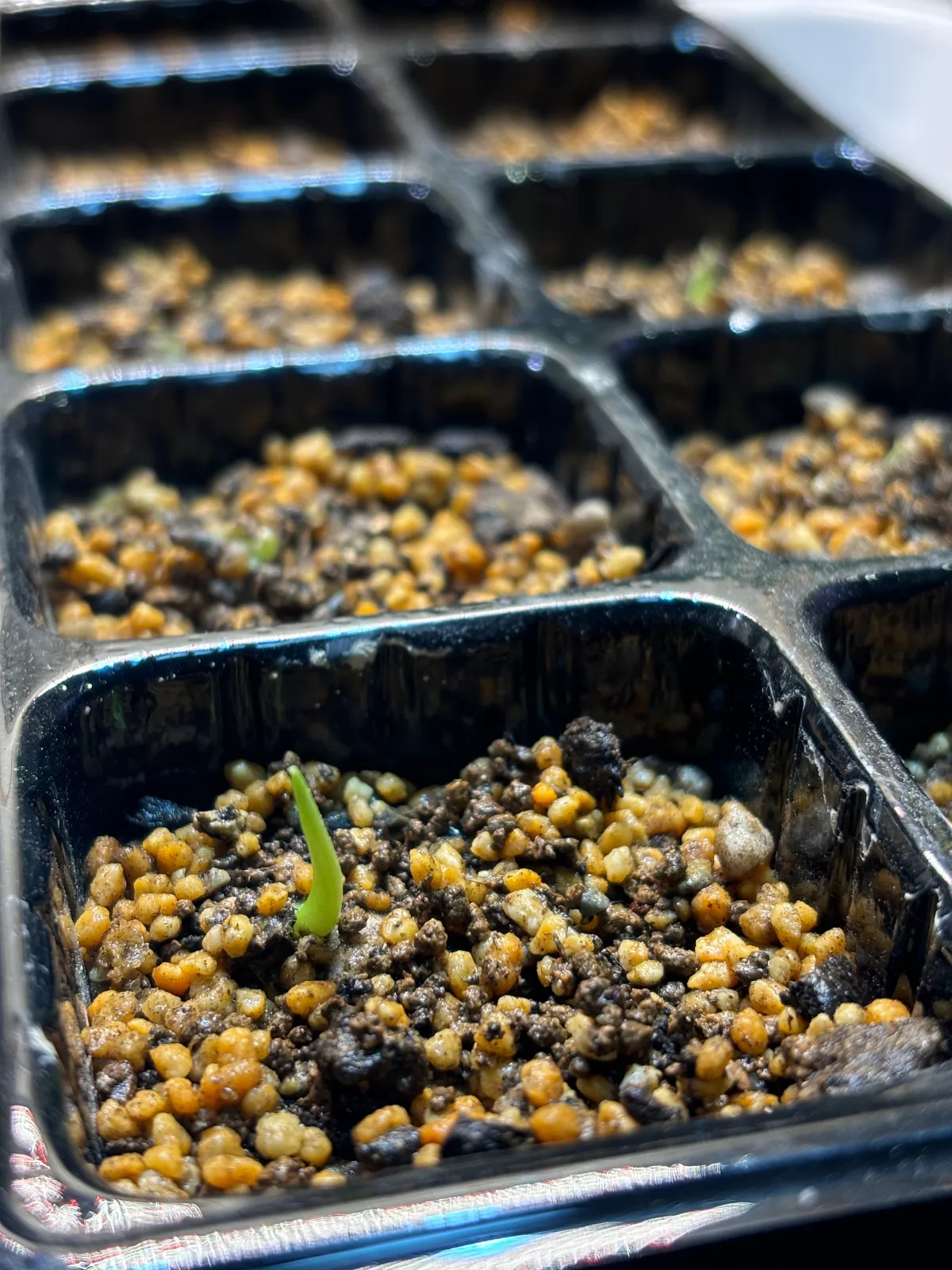 Monstera deliciosa Tauerii (モンステラ タウエリー)