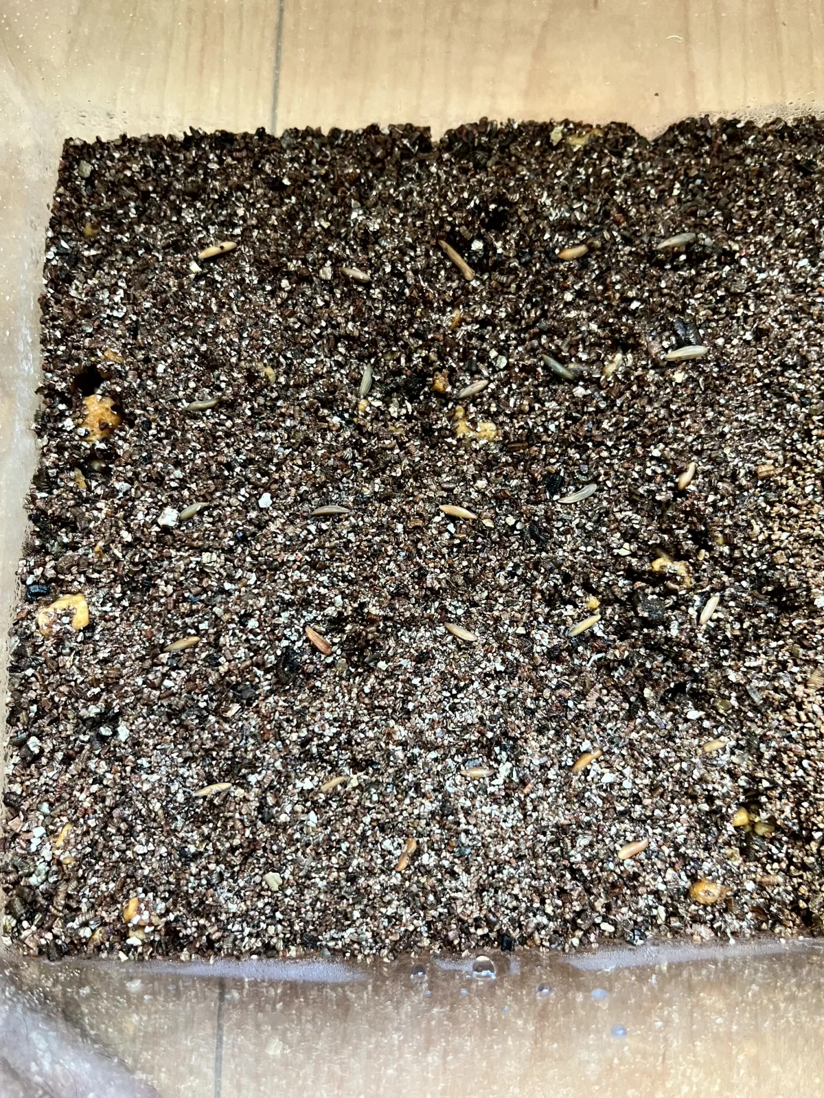 [無料種子] 発芽難 パキポディウム グラキリス　 Pachypodium rosulatum var. gracilius