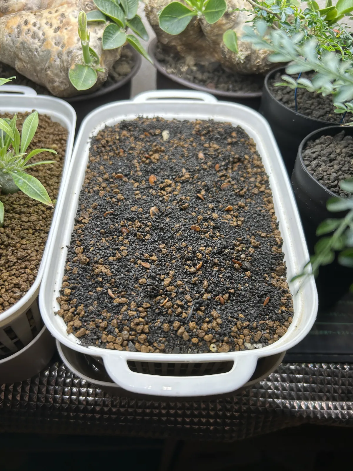 Pachypodium saundersii (パキポディウム サンデルシー 白馬城)