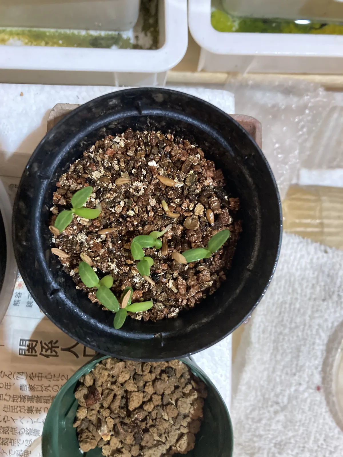 Pachypodium rosulatum subsp. makayense (パキポディウム マカイエンセ)