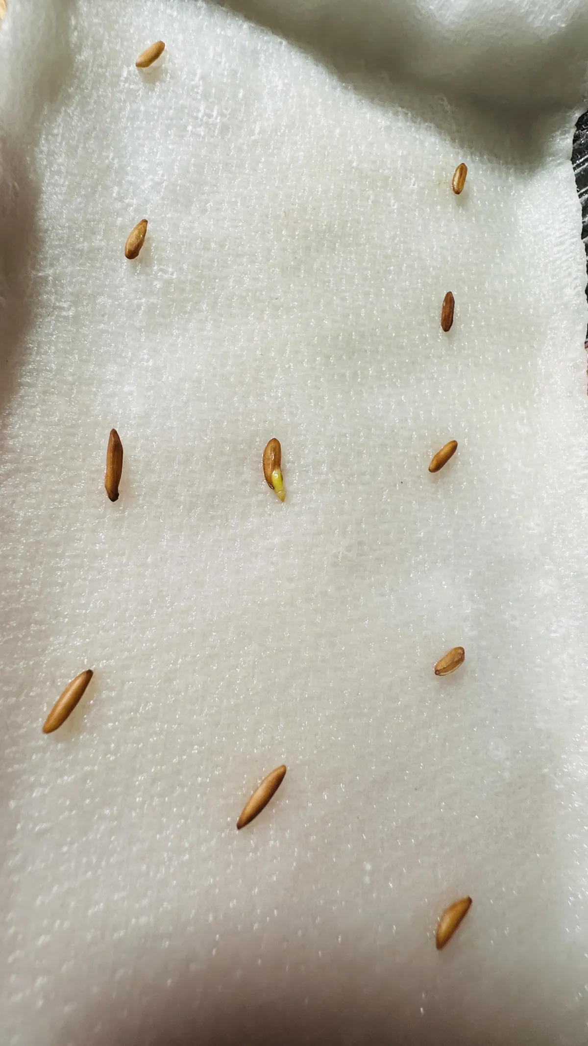 [無料種子] 発芽難 パキポディウム グラキリス　 Pachypodium rosulatum var. gracilius