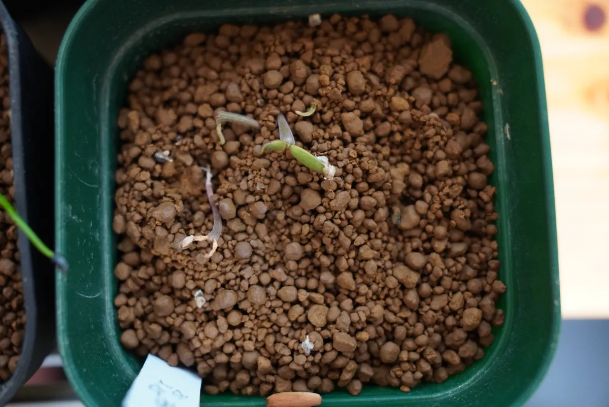 Alluaudia montagnacii (アローディア モンタグナッキー)