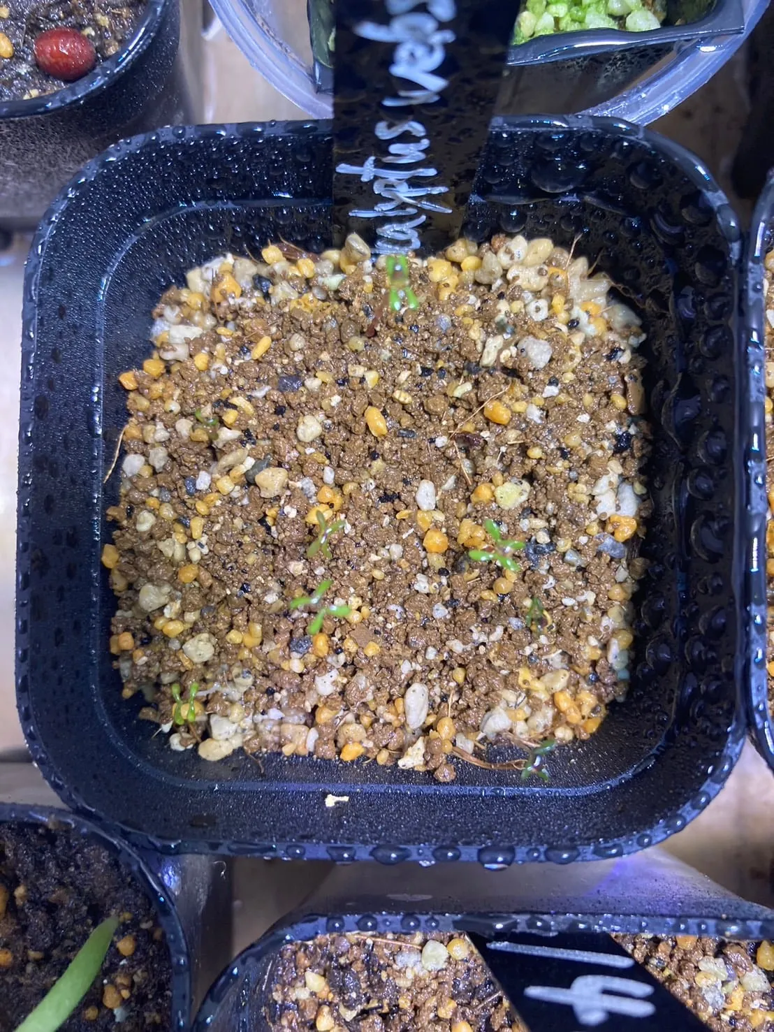 Eucalyptus websteriana Heart Leaf Eucalyptus (ユーカリ ウェブステリアナ)