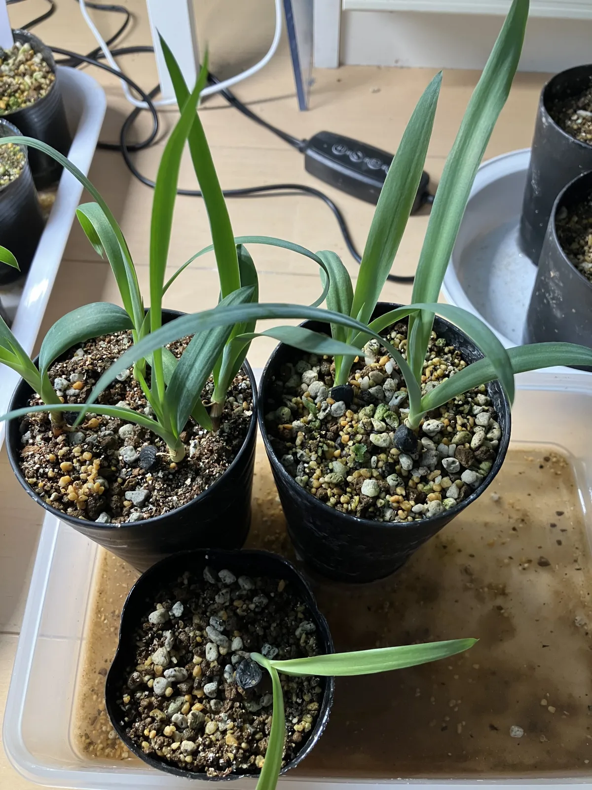 Yucca periculosa (ユッカ ペリクローサ)