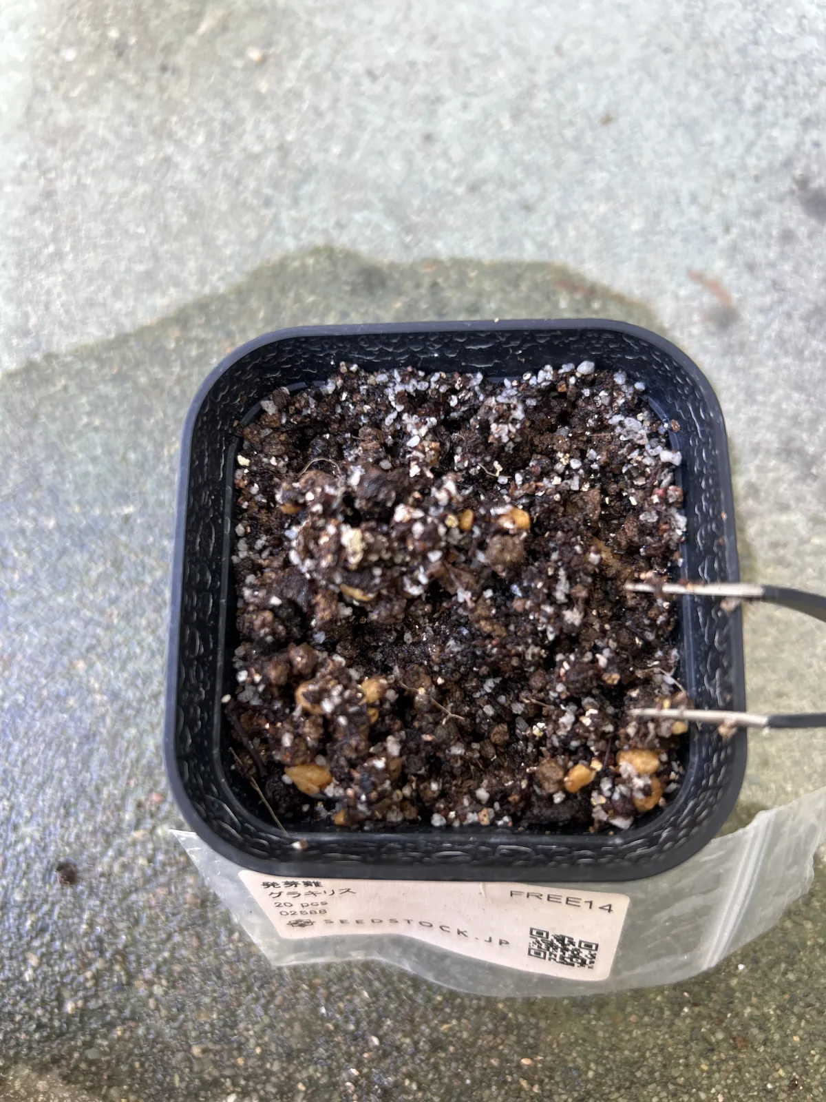 [無料種子] 発芽難 パキポディウム グラキリス　 Pachypodium rosulatum var. gracilius