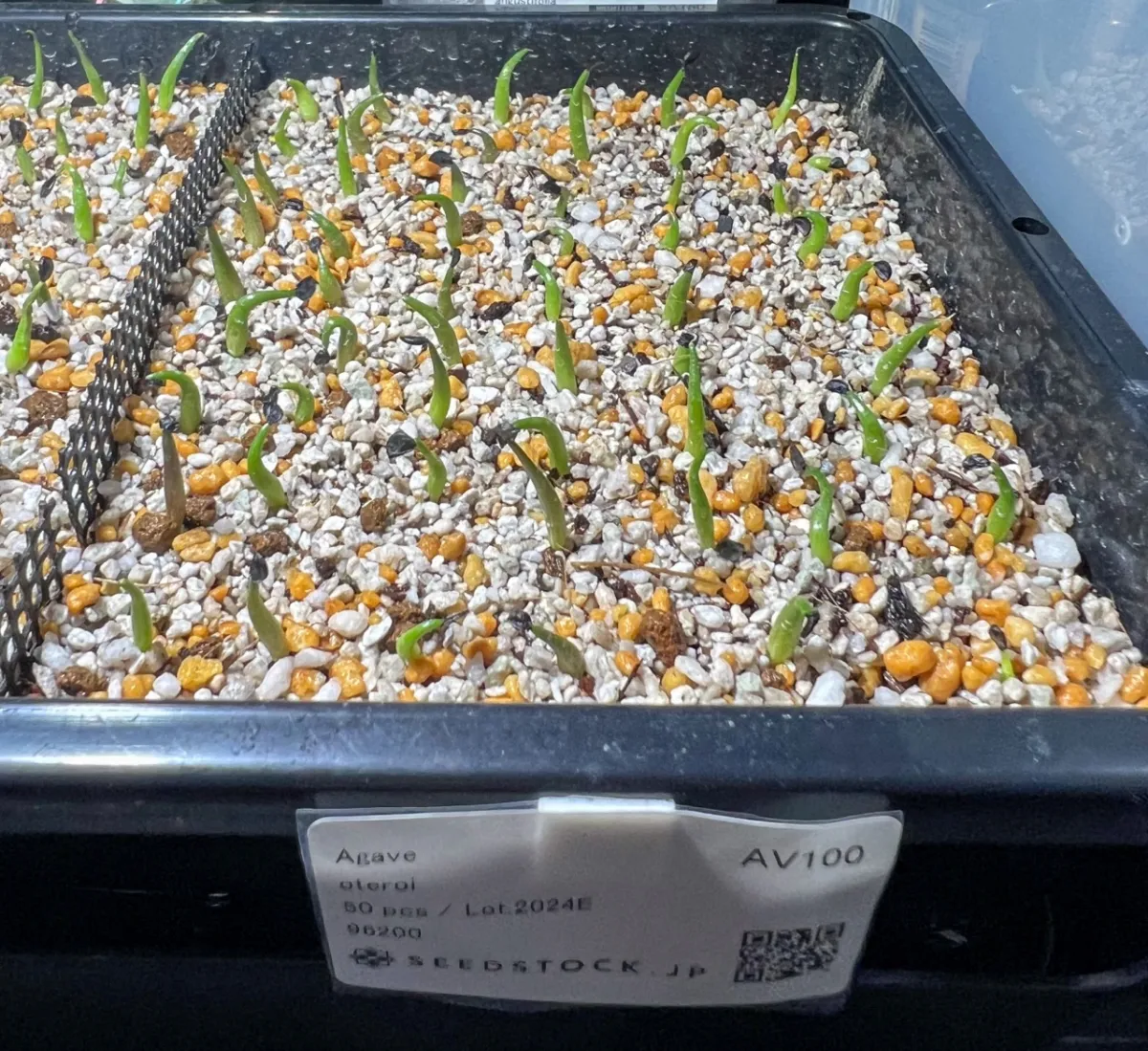 Agave oteroi (アガベ オテロイ)