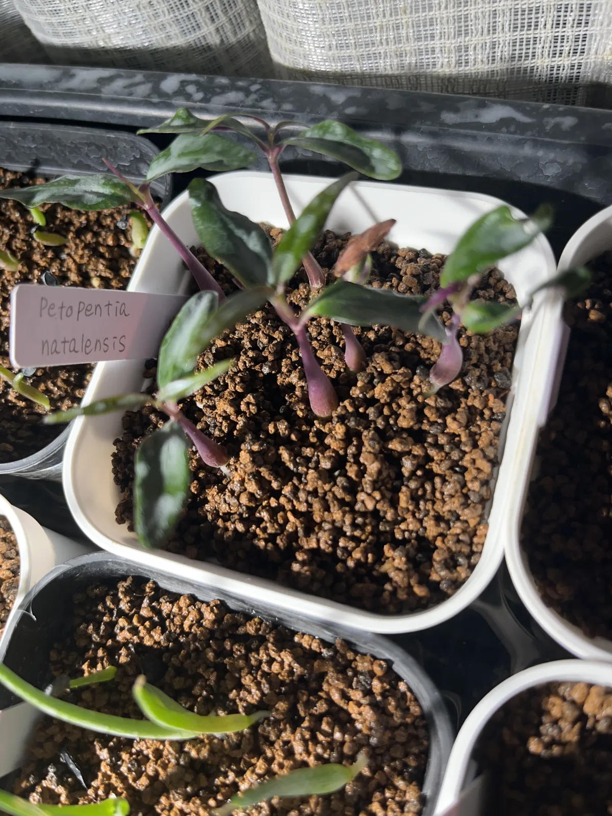 Petopentia natalensis (ペトペンチア ナタレンシス)