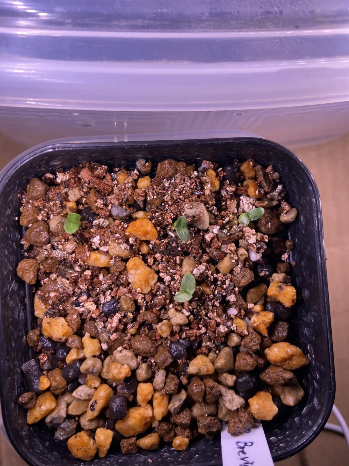 Pachypodium densiflorum var. brevicalyx (パキポディウム ブレビカリックス)