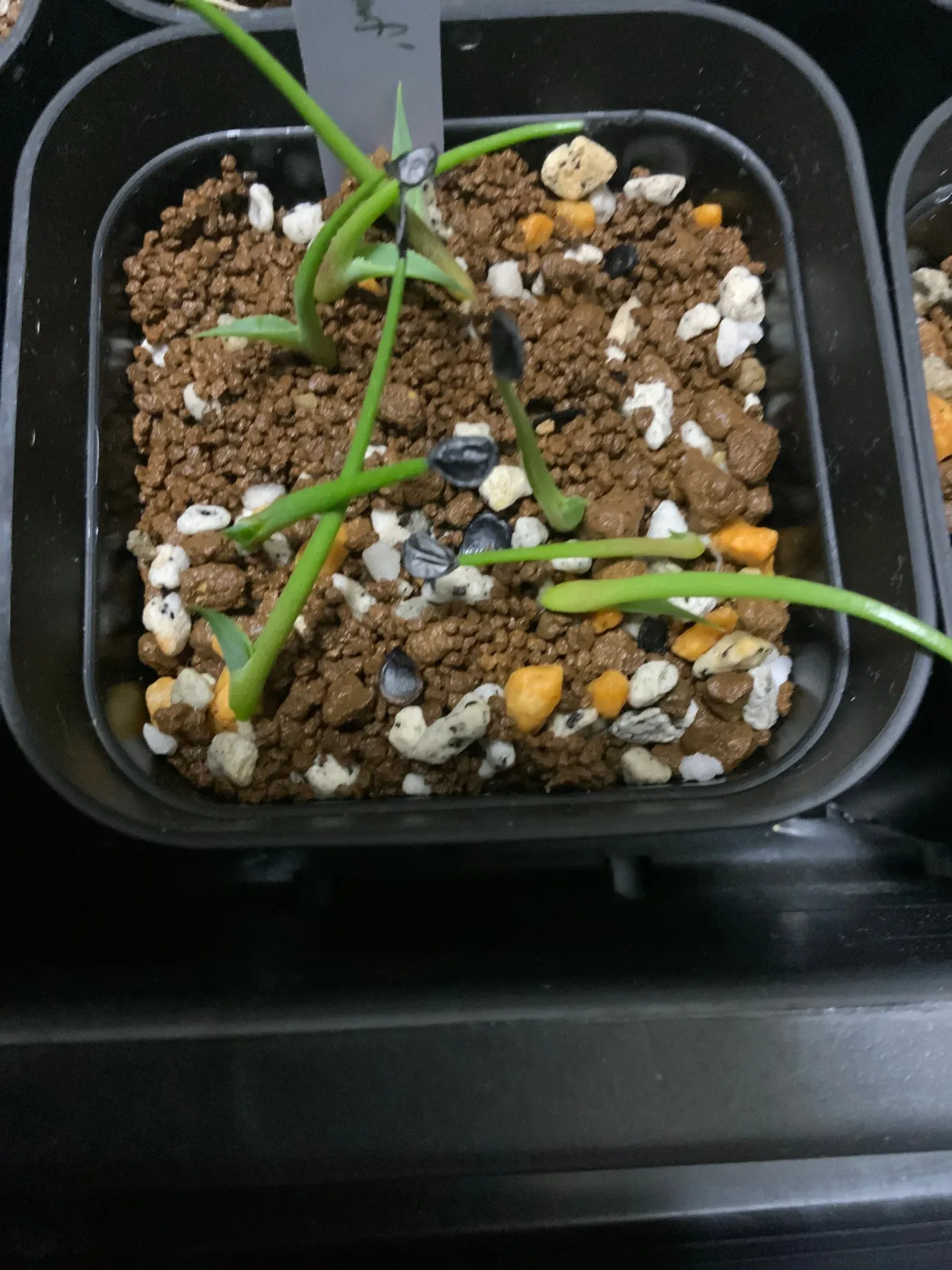 Agave potatorum Dwarf (アガベ ポタトラムドワーフ)