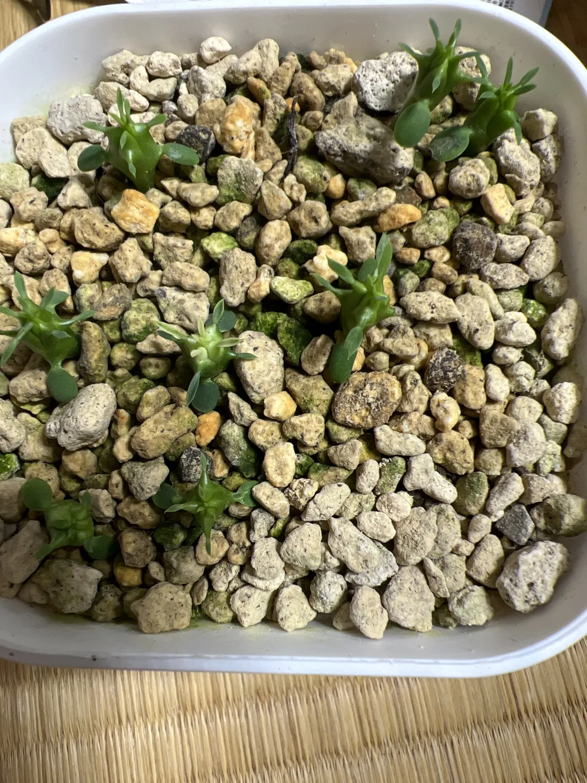 Euphorbia ferox (ユーフォルビア フェロックス)