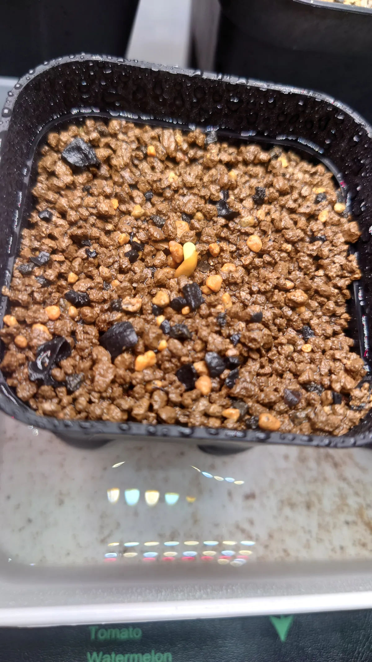 Pachypodium rosulatum subsp. makayense (パキポディウム マカイエンセ)