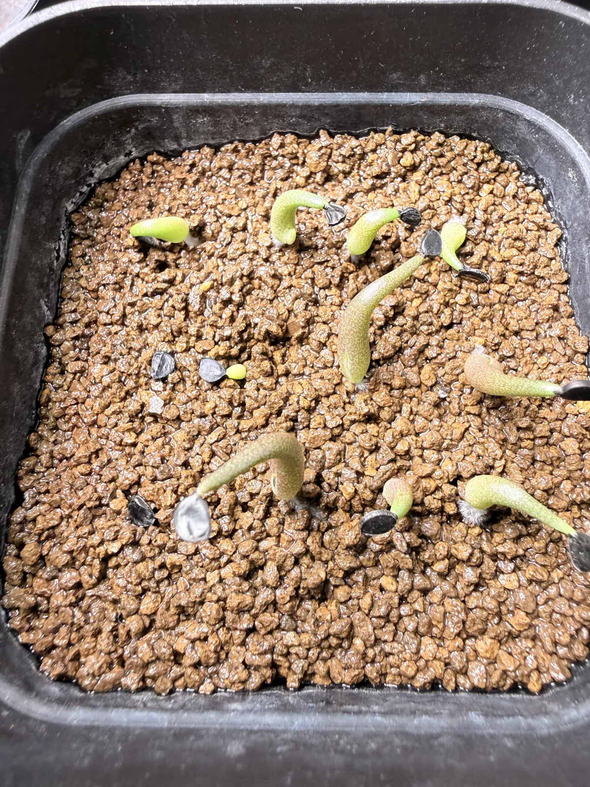 Agave oteroi 'Los Cues' (アガベ オテロイ ロス・クエス)