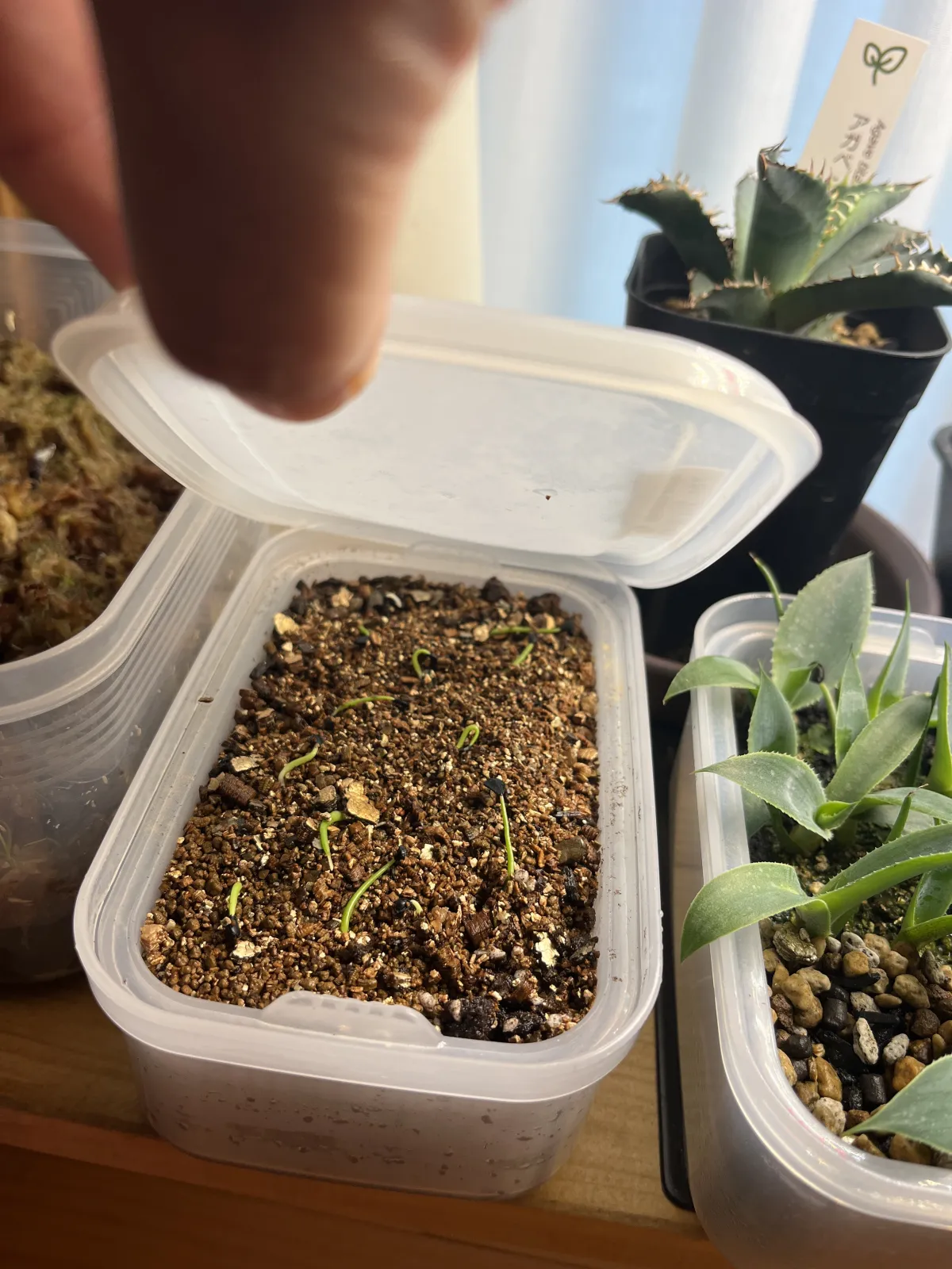 Agave dasylirioides (アガベ ダシリリオイデス)