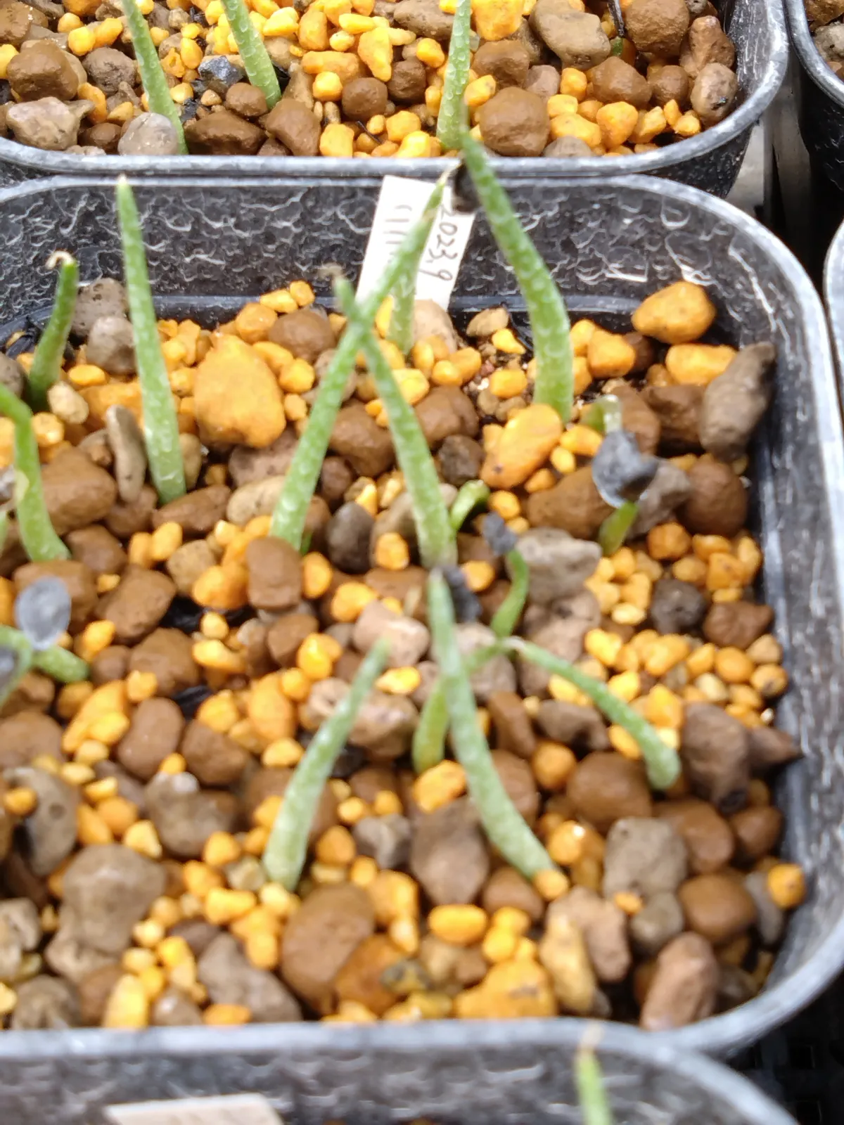 Agave parryi x flexispina (アガベ パリー x フレキシスピナ)