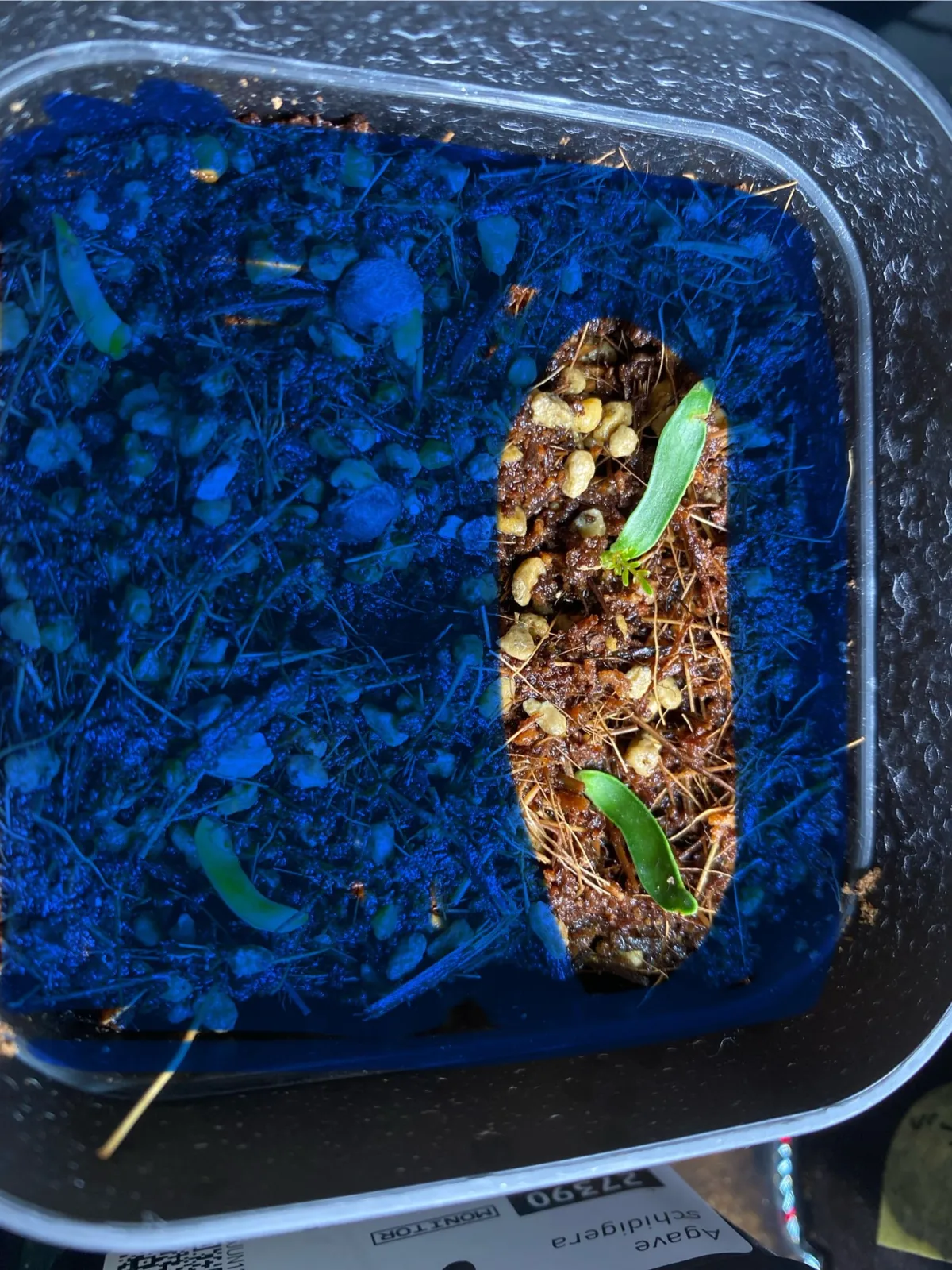 Operculicarya pachypus (オペルクリカリア パキプス)