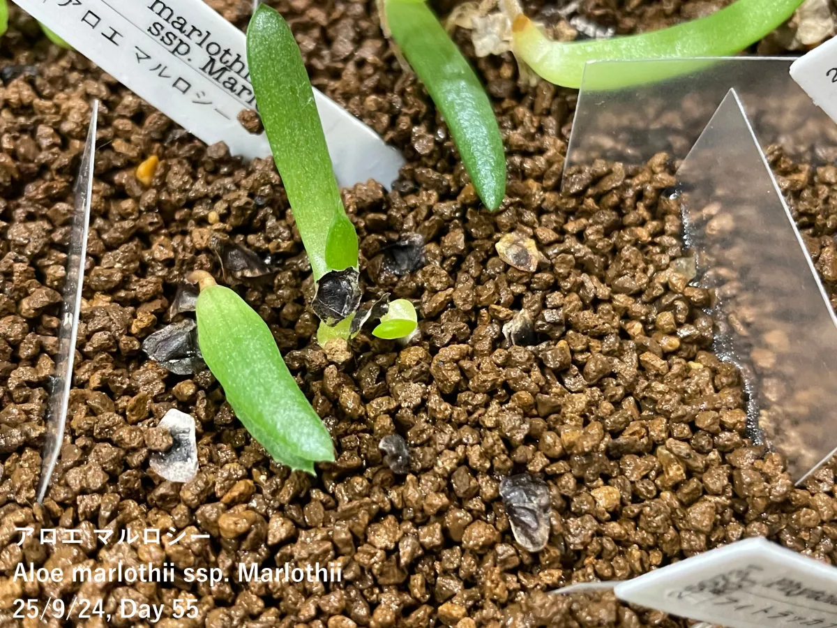 Aloe marlothii subsp. marlothii (アロエ マルロシー)
