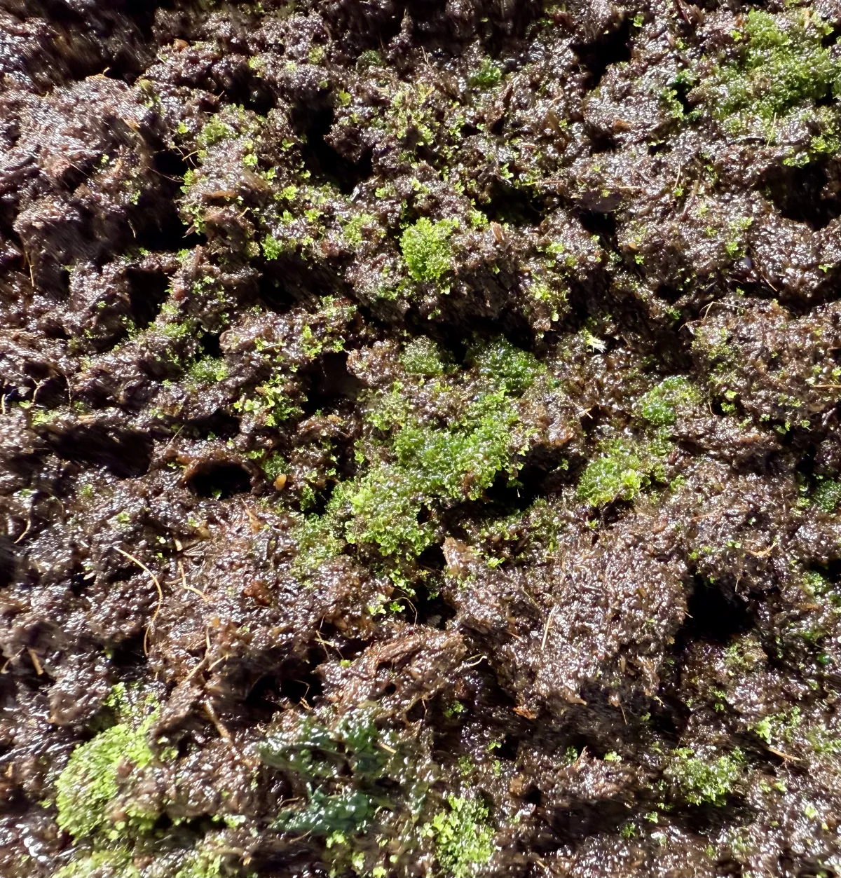 Platycerium ridleyi (ビカクシダ リドレイ)