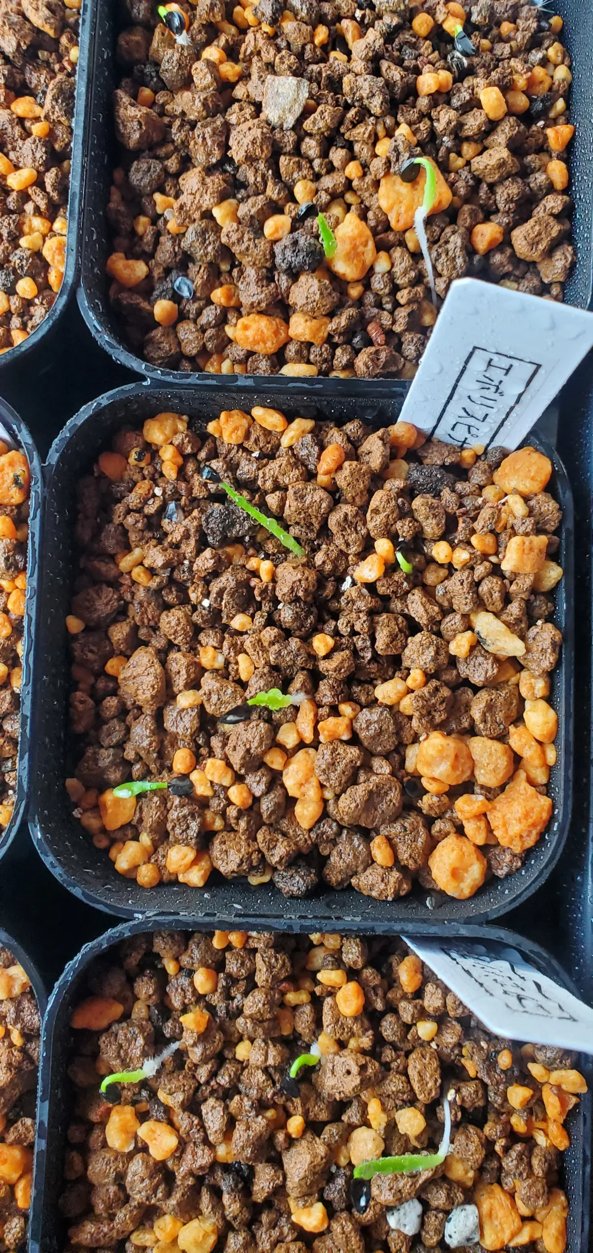 Agave utahensis var. eborispina 'Hayford' (アガベ エボリスピナ ヘイフォード)