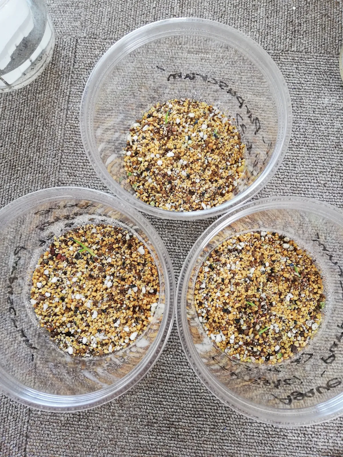 Agave ghiesbreghtii 'Purpusorum' (アガベ パルプソーラム)