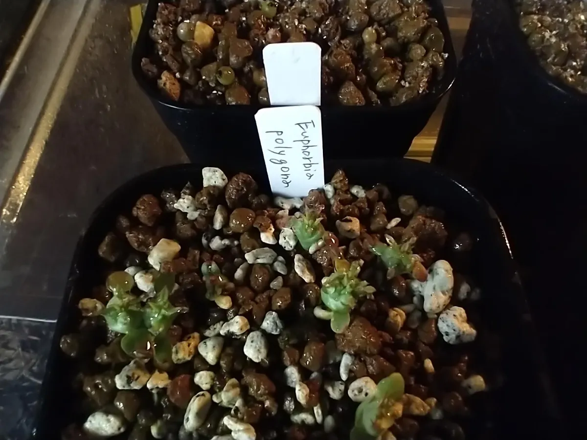 Euphorbia polygona (ユーフォルビア ポリゴナ)